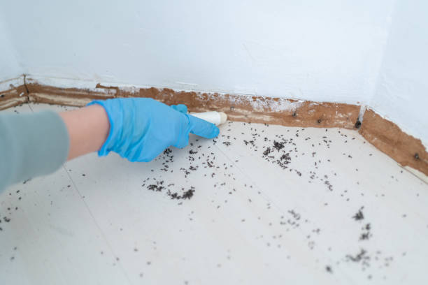 Best Wasp Removal Services  in Brices Creek, NC